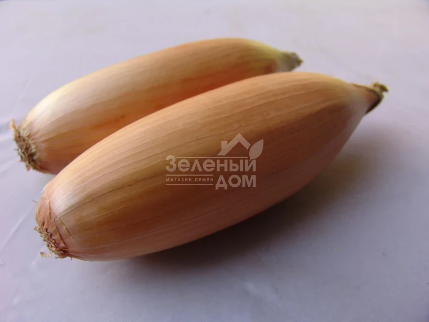 Тоска / Tosca,130-135 дней фото 1