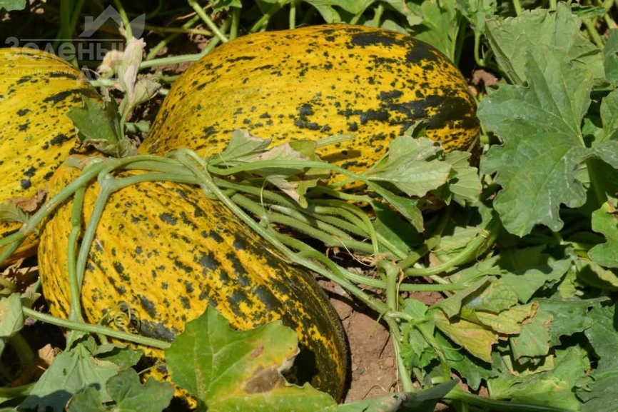 Ариана F1 / Ariana F1, 68-72 дней фото 1