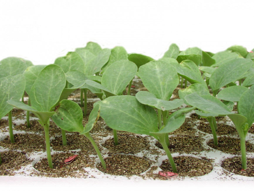 Тітан F1 / Titan F1,50-55 днів фото 1