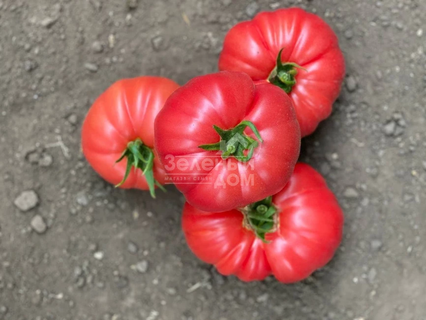 Сонароза F1 / Sonaroza F1 фото 6