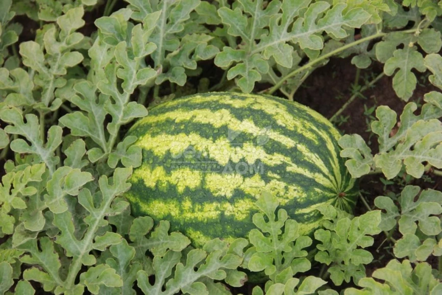 ЛС 1810 F1 / LS 1810 F1  фото 1