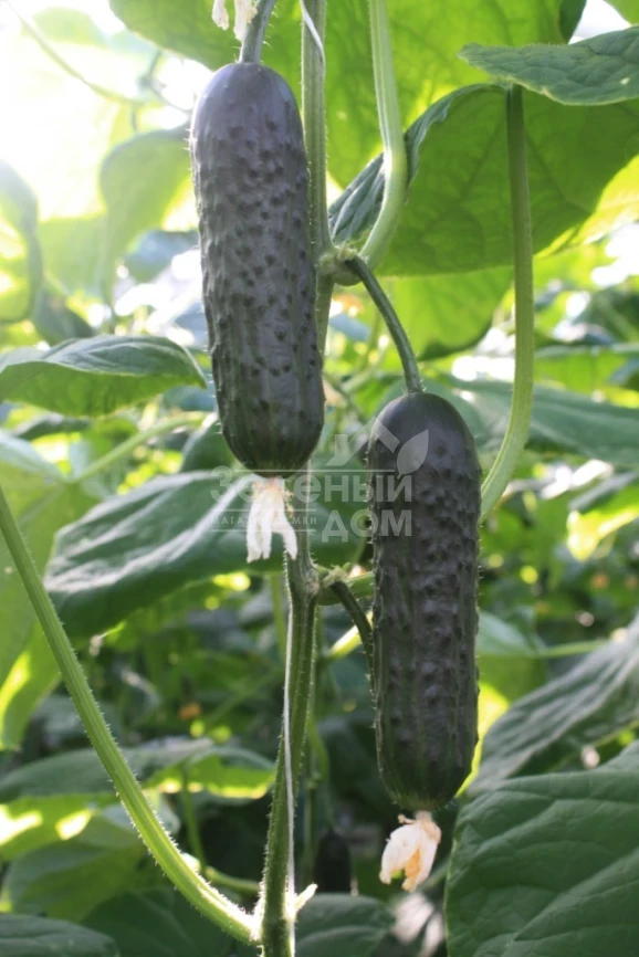 ТС 17-0311 F1 / TS 17-0311 F1 фото 1