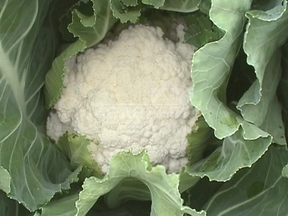 Бета / Beta,58-63 дня фото 1