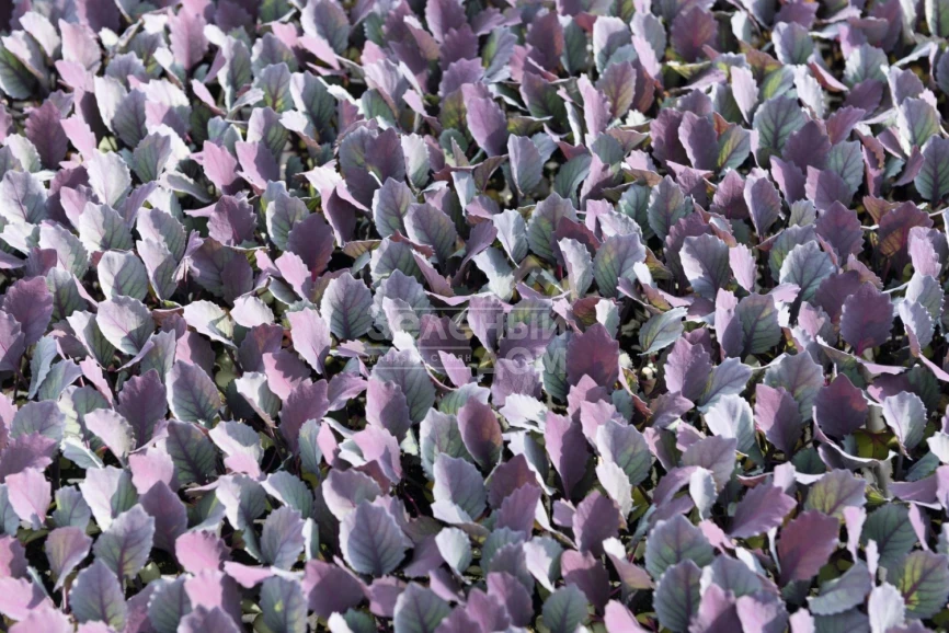 Примьеро F1 / Primero F1,78 дней фото 2