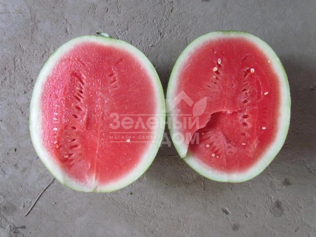 ЛС 1552 F1 / LS 1552 F1,70-75 дней фото 3