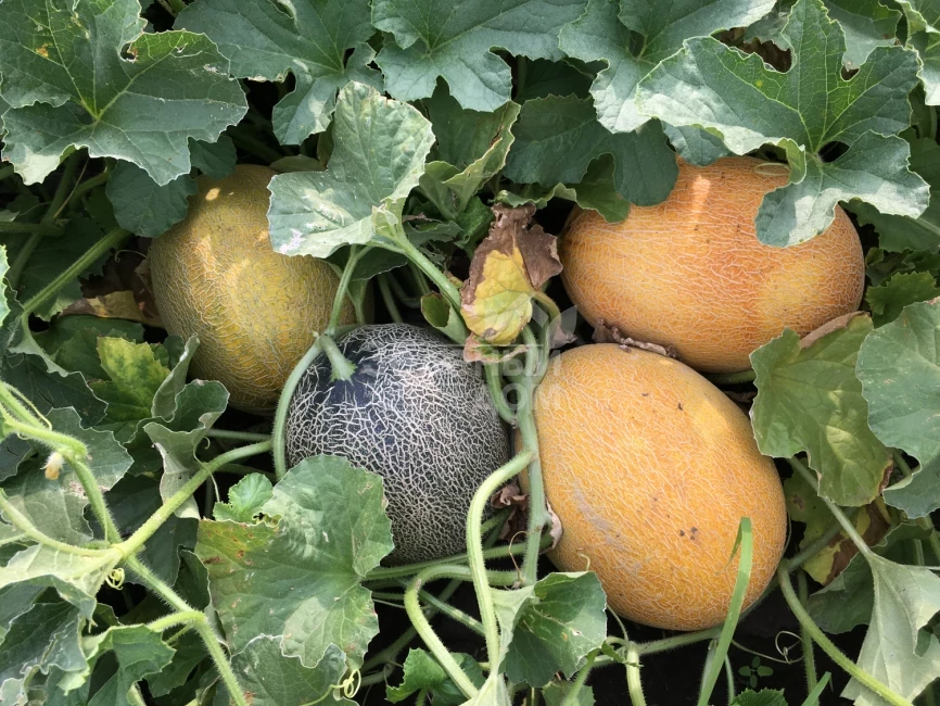 Маори F1 / Maori F1,70-72 дня фото 3