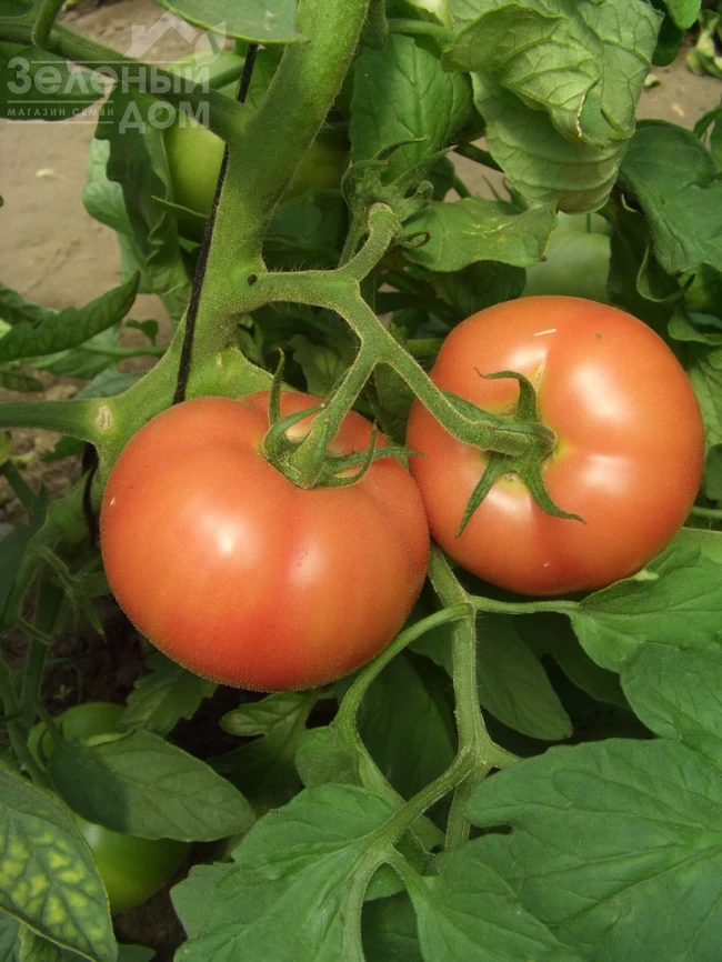 Загадка розовая / Zagadka rozovaya, 80-85 дней фото 1