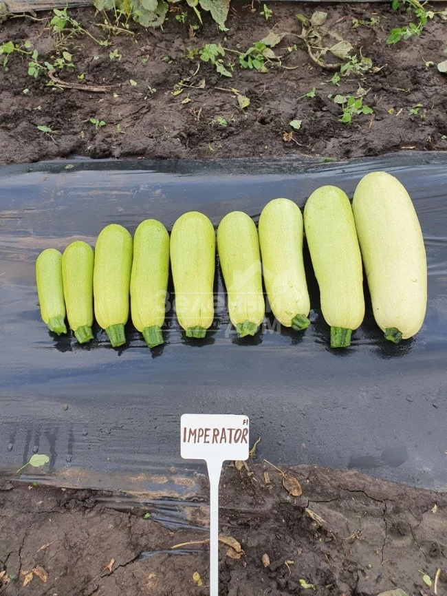 Император F1 / Imperator F1, 32-37 дней фото 3