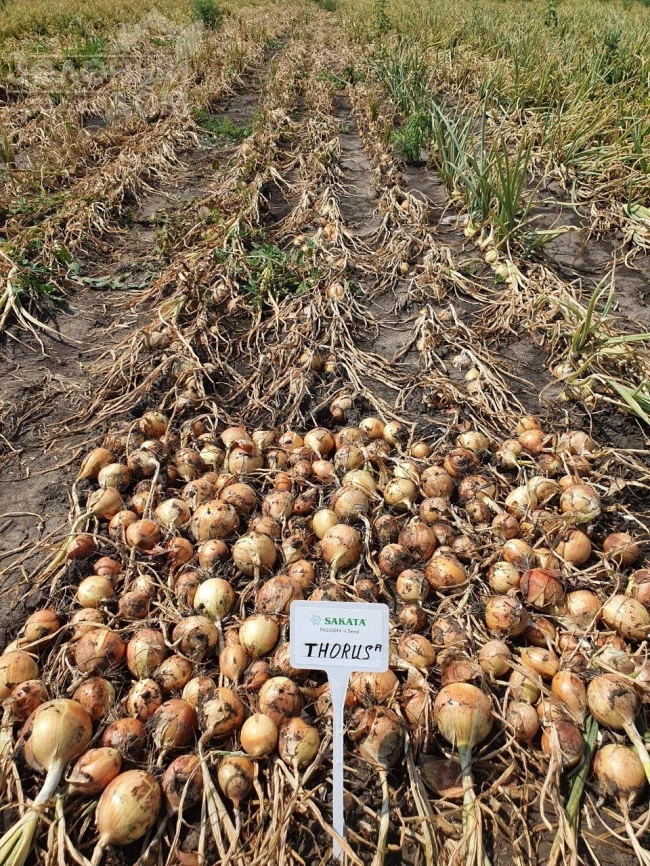 Торус F1 / Torus F1, 90-100 дней фото 3