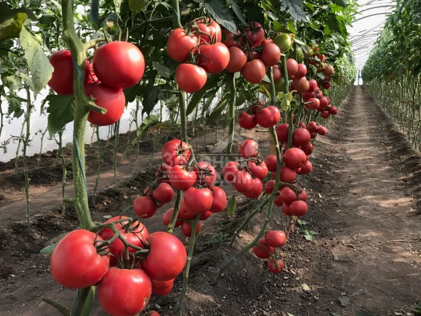 Динеро 082 F1 / Dinero 082 F1 фото 1