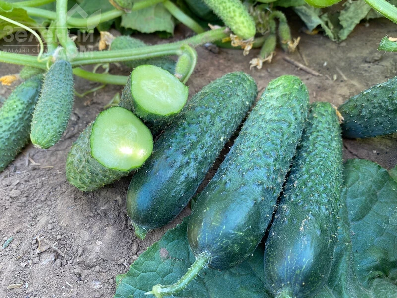 Рубинштейн F1 / Rubinstein F1 фото 4