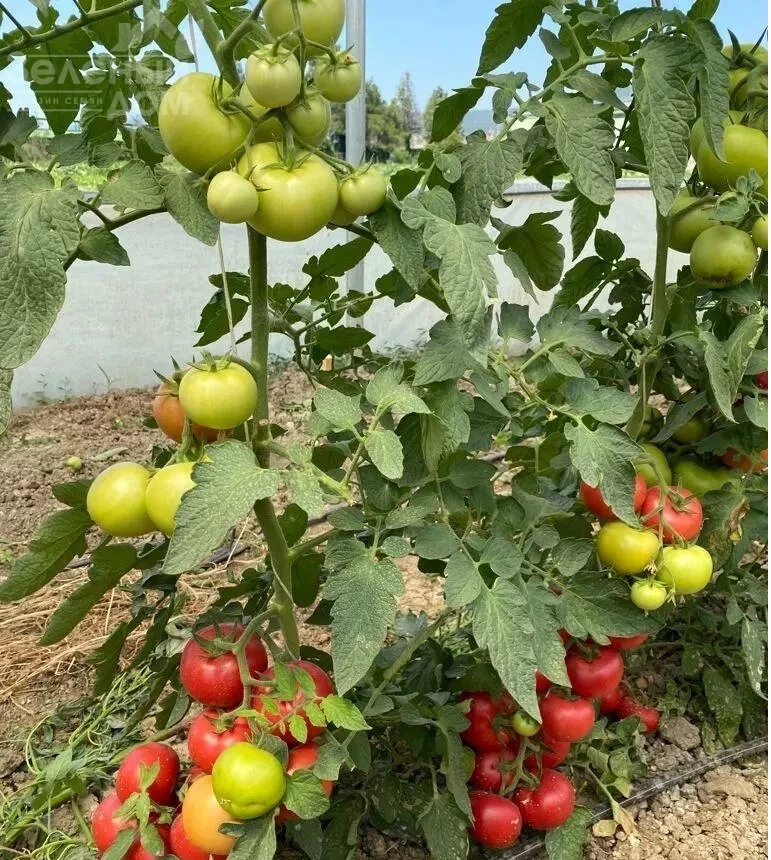 Бурпинк F1 / Burpink F1 фото 1