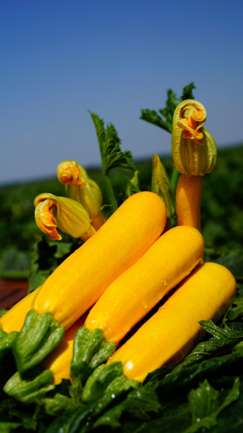 Санлайт F1 / Sunlight F1,40-45 днів фото 5