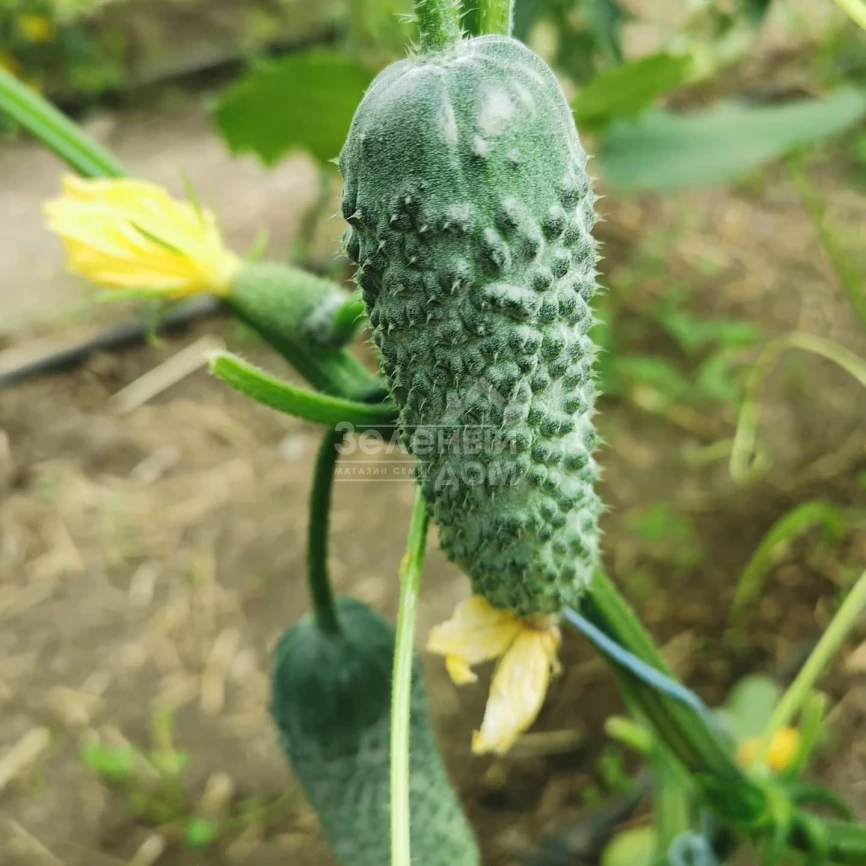 Брутус F1 / Brutus F1,35-37 дней фото 1