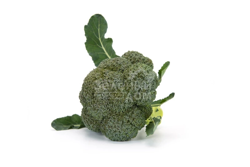 Викарио F1 / Vicario F1, 65-70 дней фото 2