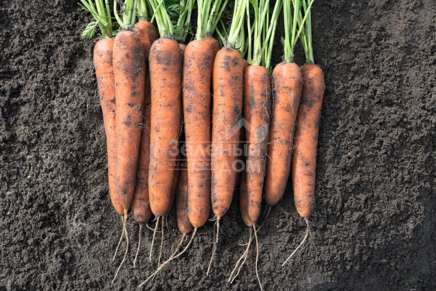 Норвей F1 / Norway F1,130 дней фото 1