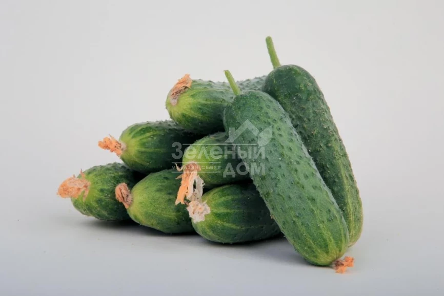 ЛС 1912 F1 / LS 1912 F1 фото 1