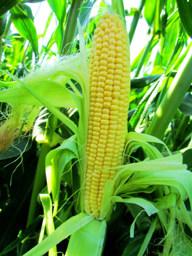 ЛС 779 F1 / LS 779 F1 фото 1