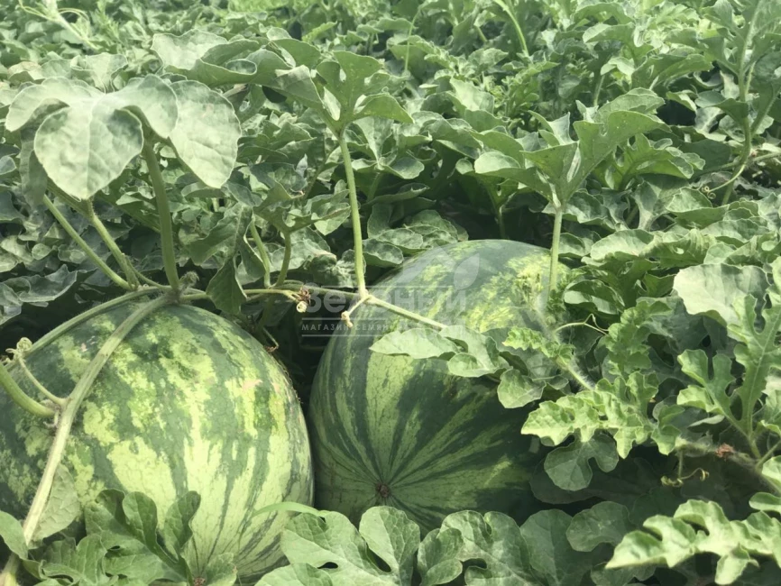 Фелип F1  (51-019) / Felipe F1  (51-019) фото 1