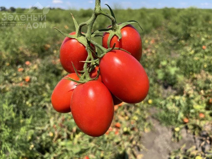 Инсипит F1 / Incipit F1 фото 1