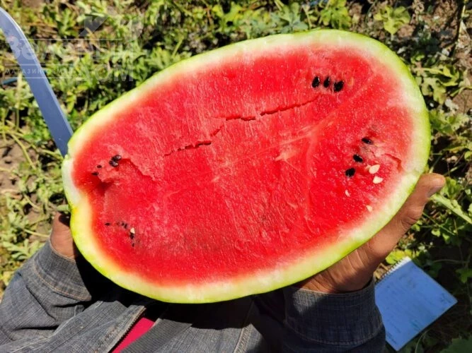 Бинго F1 / Bingo F1, 68-70 дней фото 1