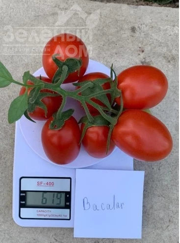 Бакалар F1 / Bakalar F1, 65 дней фото 2