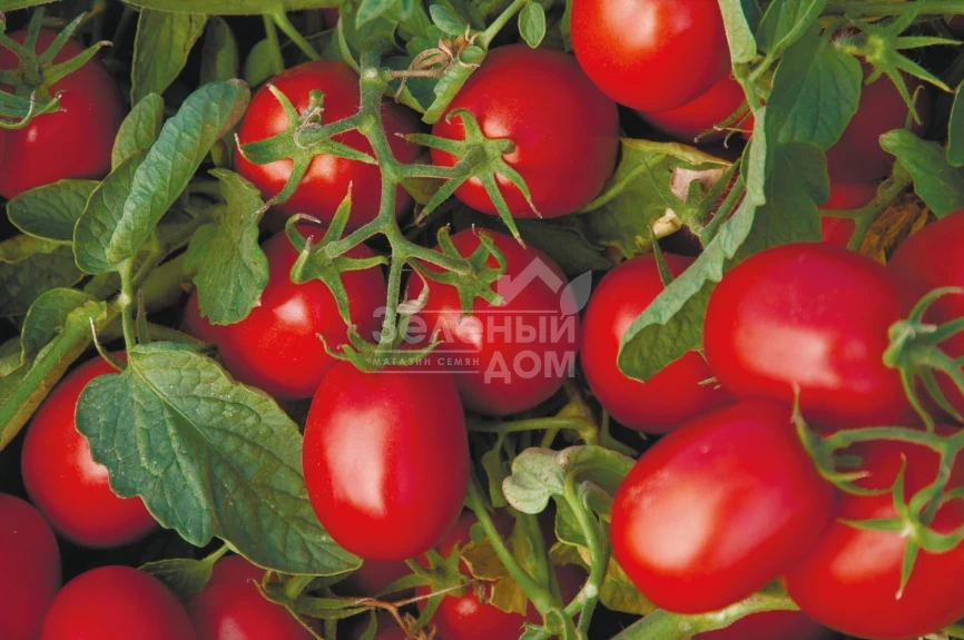 Астерикс F1 / Asteriks F1,100-105 дней фото 1