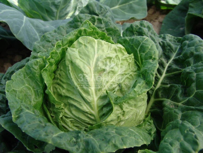 Рана Жлута / Rana Zluta,70-75 дней фото 1