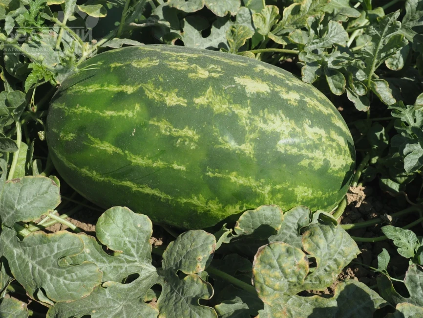 Эксплорер F1 / Eksplorer F1  фото 1