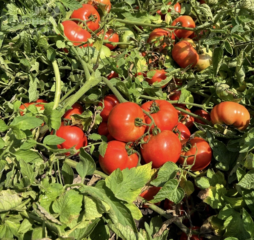 Томатина F1 / Tomatina F1, 62-67 дней фото 4