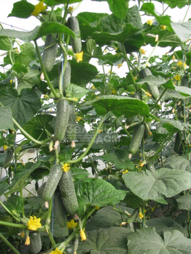 Ленара F1 / Lenara F1,40 дней фото 1