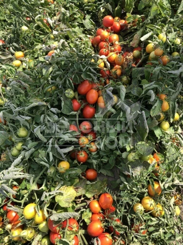 9969 F1 / 9969 F1, 105 дней фото 4