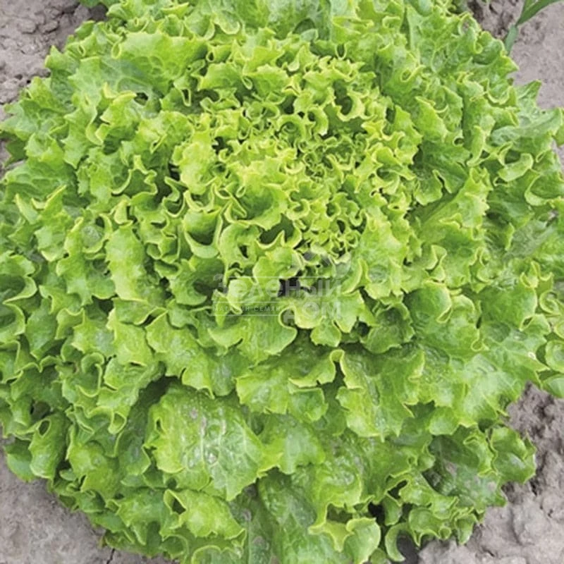 Аннисол / Annisol  фото 4