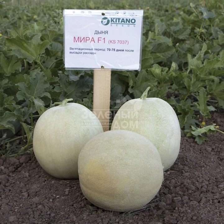 Мира F1 / Mira F1,70-75 дней фото 1