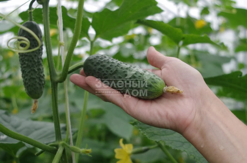 Директор F1 / Director F1,43-45 дней фото 2