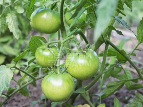 Торбей F1 / Torbay F1,70-75 дней фото 4