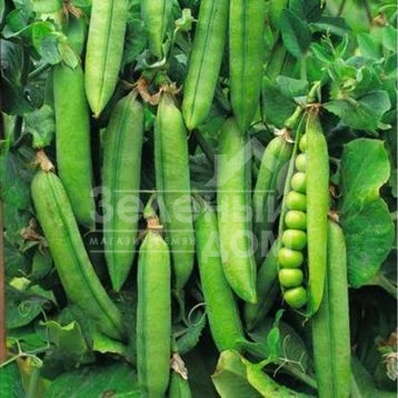 Бостон / Boston фото 1