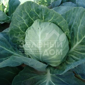 Горнет F1 / Hornet F1,57-62 дня фото 1