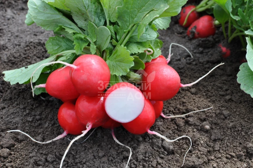 Лаурелла F1 / Laurella F1, 23-25 дней фото 2