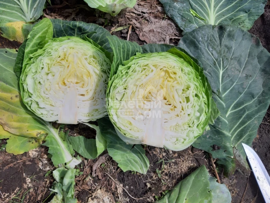 Ксена F1 / Ksena F1, 65-70 дней фото 5