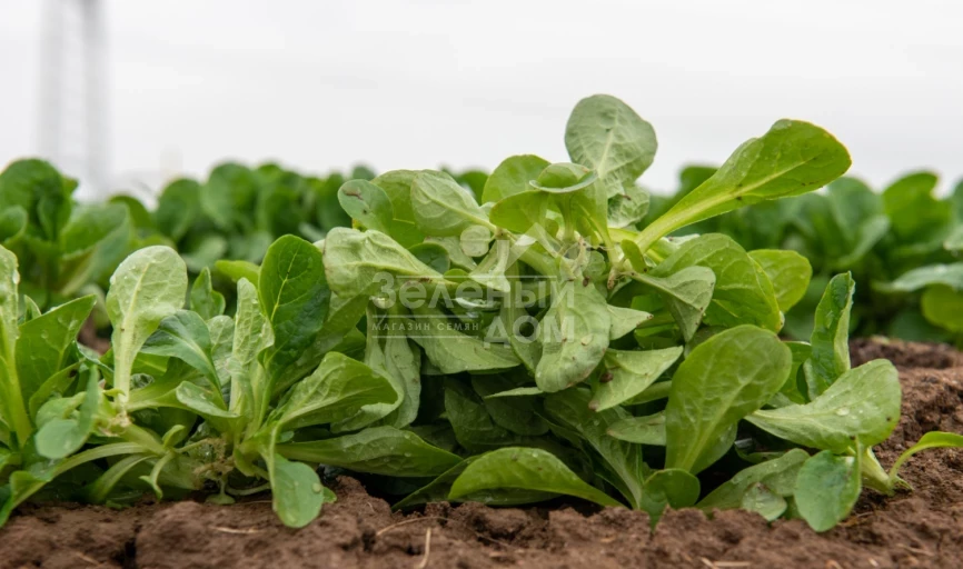 Бонвита / Bonvita фото 1