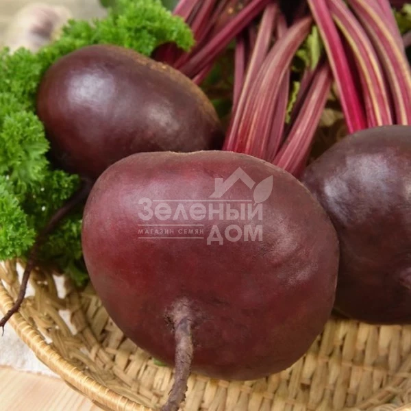 Египетский / Egipetskiy, 100-120 дней фото 1