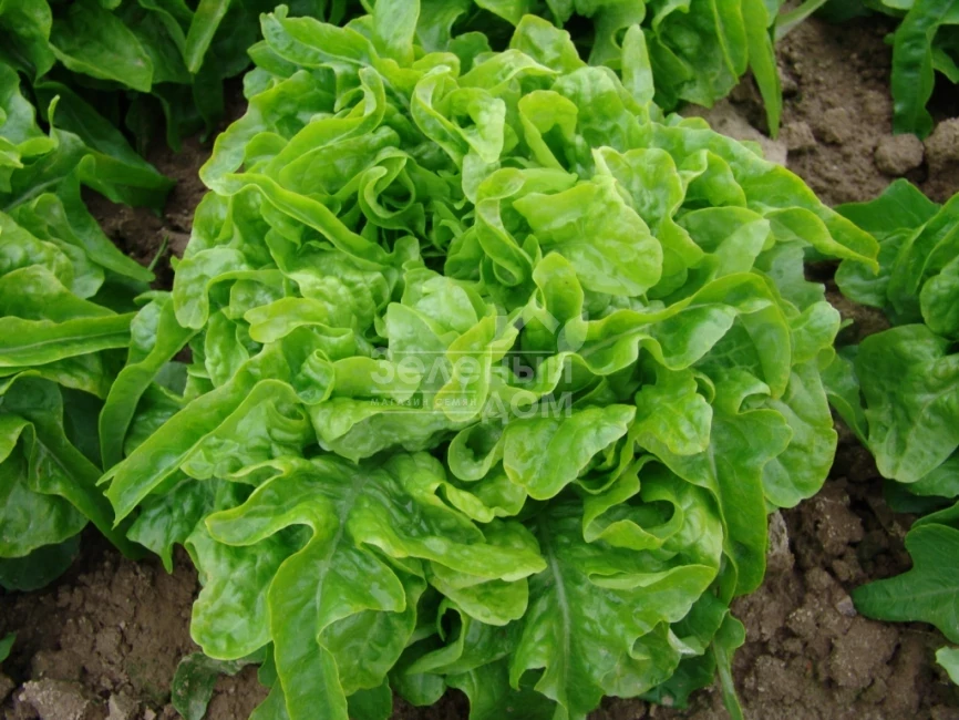 Дубачек / Dubachek,50-55 дней фото 1