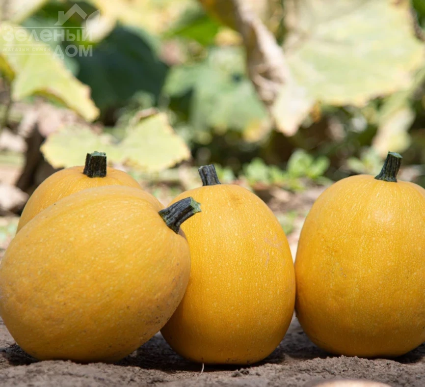 Альденте F1 / Aldente F1  фото 2