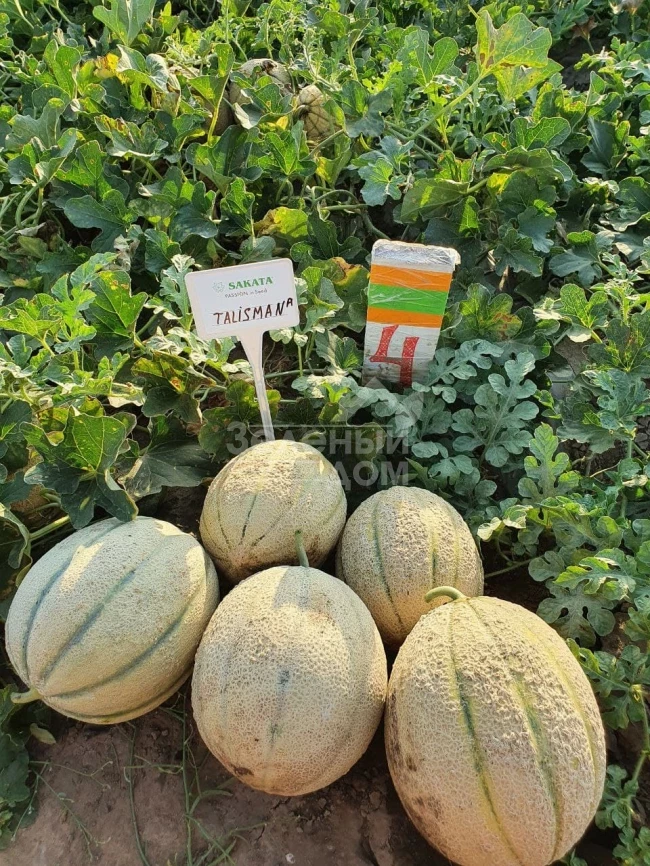 Талисман F1 / Talisman F1 фото 1