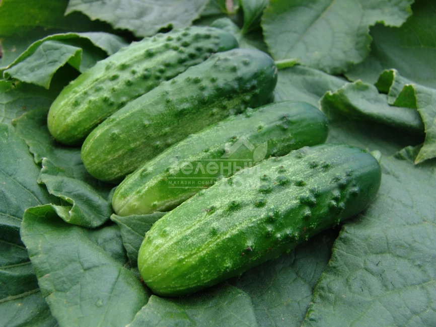 Алтай F1 / Altaj F1 фото 1