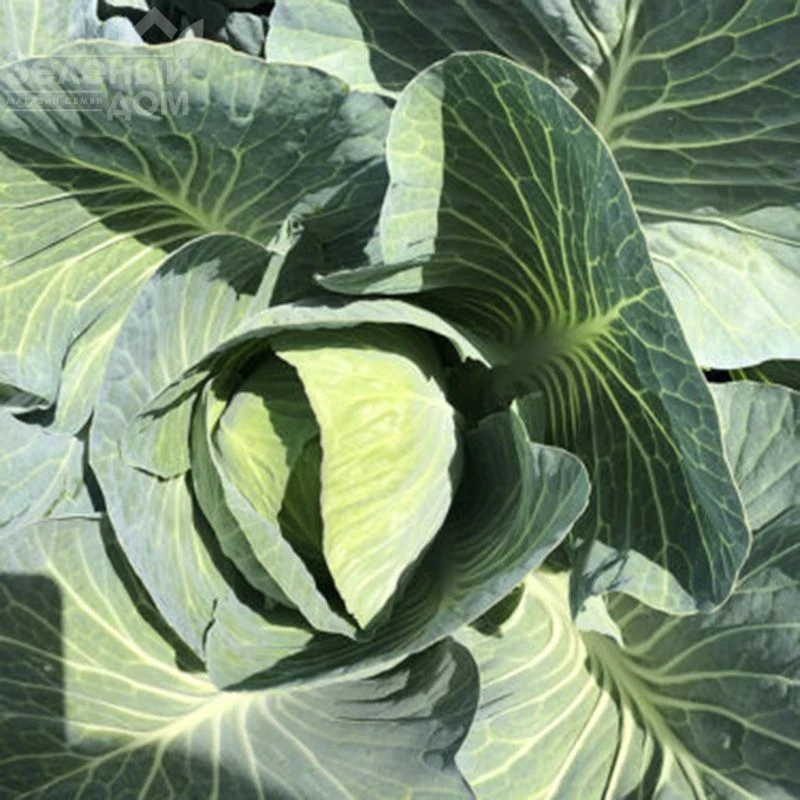 Орегон F1 / Oregon F1,100-110 дней фото 1