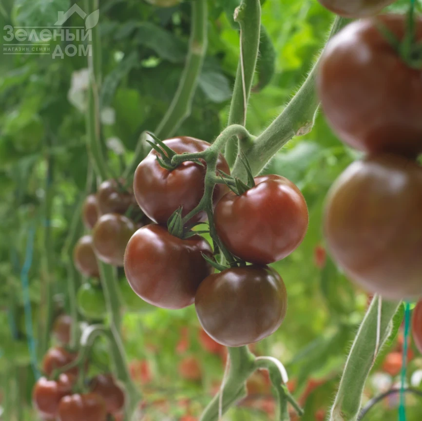 Порцелян F1 / Portselyan F1 фото 1