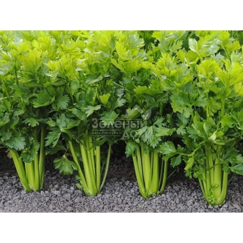 Стетхем / Stetham фото 1