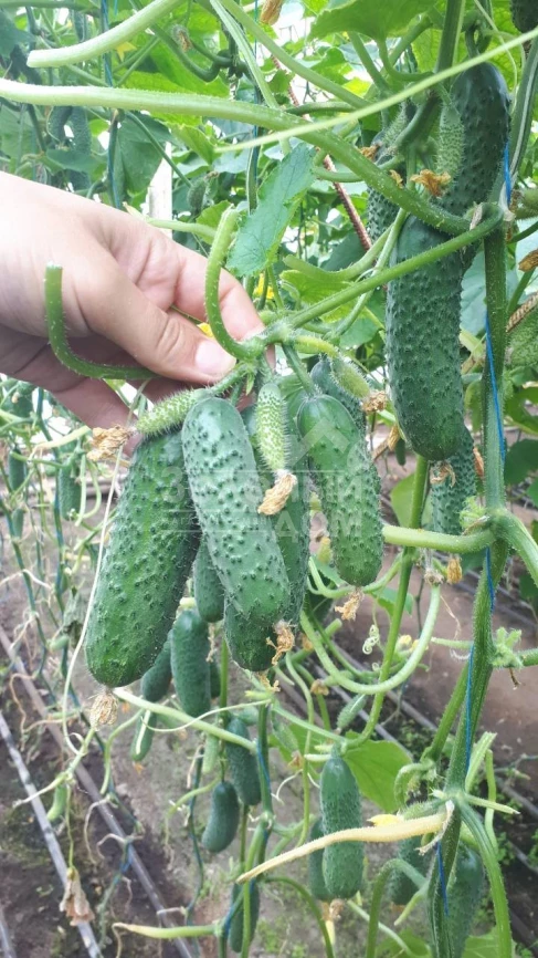 Мадрилен F1 / Madrilene F1, 40–42 дня фото 4